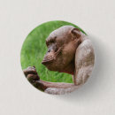 Suche nach schimpanse buttons Tier