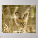 Suche nach zaunkönig poster Singvogel
