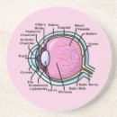 Recherche de diagramme dessous de verres Anatomie