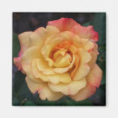 Suche nach hybrider magnete Rosa