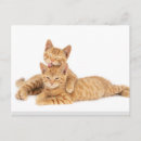 Recherche de chaton tigré cartes postales Mignon