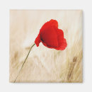 Suche nach mohn magnete Blume