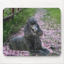 Suche nach schwarzer pudel mousepads Standardpudel