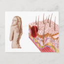 Suche nach entzündung poster Bindegewebe