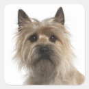 Suche nach cairn terrier aufkleber Welpe