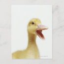 Recherche de poussette cartes postales Nature