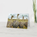 Recherche de autruche humour Anniversaire