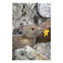 Suche nach waschbecken poster Tier