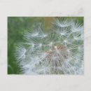 Recherche de graine photographie Dandelion