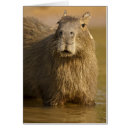 Recherche de pantanal cartes postales Capybara