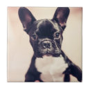 Recherche de chiot noir et blanc carreaux Dog