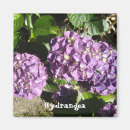 Suche nach hydrangea magnete Rosa
