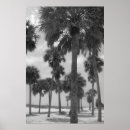 Suche nach palmen poster Florida