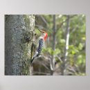 Suche nach vogelzufuhr Wild lebende tiere