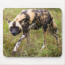 Recherche de gallos tapis souris Chasse