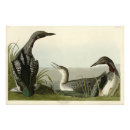 Recherche de audubon birds posters Illustration