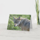 Recherche de wolf birthday Wildlife