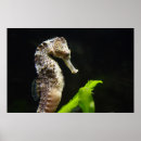 Suche nach hippocampus poster Fisch