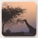 Suche nach retikulierte giraffe Tier