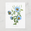 Recherche de pavot bleu cartes postales Flore
