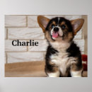 Suche nach pembroke poster Welpen
