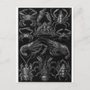 Recherche de haeckel cartes postales Ernst