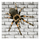Recherche de araignée posters Orange