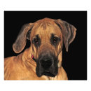 Suche nach great dane poster Natur