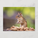 Suche nach chipmunk postkarten Natur