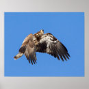 Suche nach adler im flug poster Natur