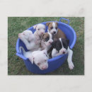 Suche nach american bulldog poster Welpen