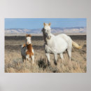 Recherche de poulain de cheval posters Jument