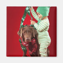 Recherche de chien de labrador magnets Canine