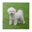 Recherche de frise de bichon carreaux Chien