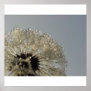 Recherche de pissenlit art Graine