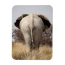 Recherche de vue arrière Éléphant