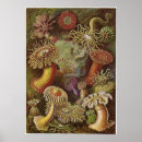 Recherche de biologie posters Kunstformen der natur
