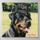 Suche nach rottweiler poster Welpe