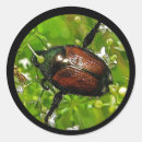 Recherche de insecte autocollants Entomologiste