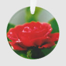 Suche nach rote rosen ornamente Blume