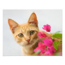 Recherche de chat de gingembre posters Animal