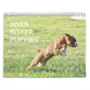 Recherche de de chiot de boxeur Chien