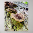Recherche de champignon tombe Forêt