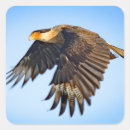 Suche nach adler im flug aufkleber Natur