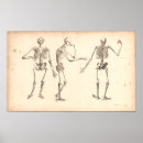 Suche nach skelette poster Anatomisch