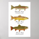 Recherche de truite brune posters Poisson