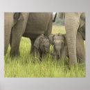 Suche nach indischer elefant poster Corbett nationalpark