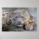 Suche nach schnee leopard poster Leoparden