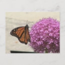Recherche de papillon de monarque cartes postales Noir