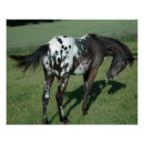 Suche nach appaloosa poster Tiere
